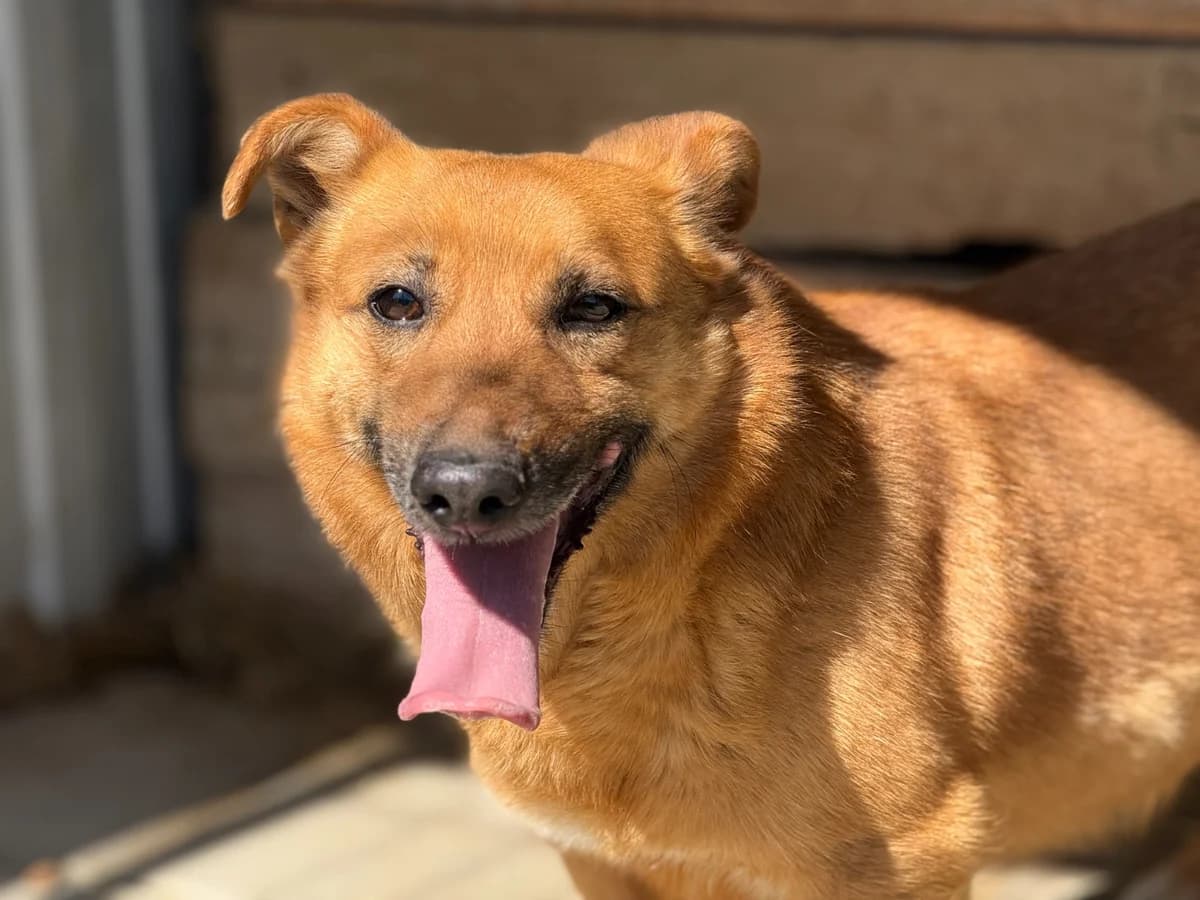 Funny, weiß male 5yo Mixed Breed for adoption at Ein Herz für Streuner e.V., München