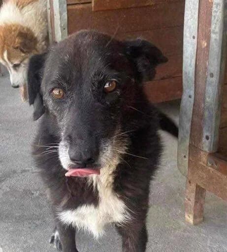 Fusili, Mixed Breed for adoption at Ein Herz für Streuner e.V., München