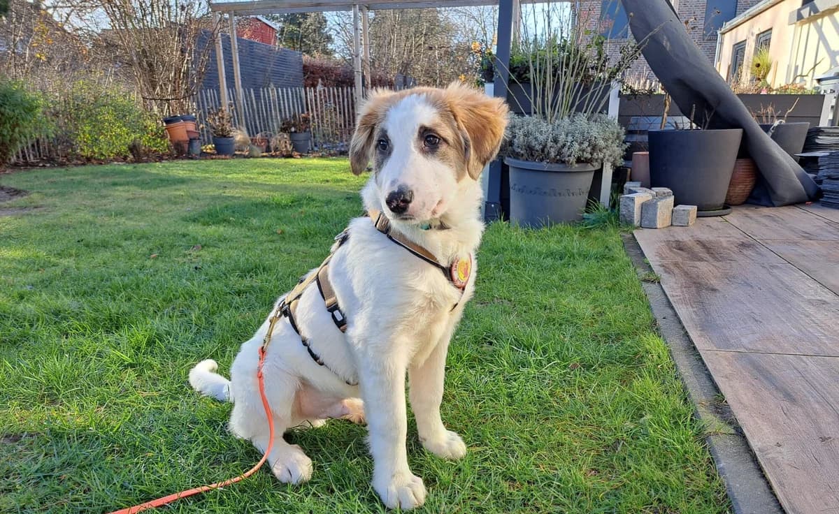 Fussel, male puppy Mixed Breed for adoption at Ein Herz für Streuner e.V., München