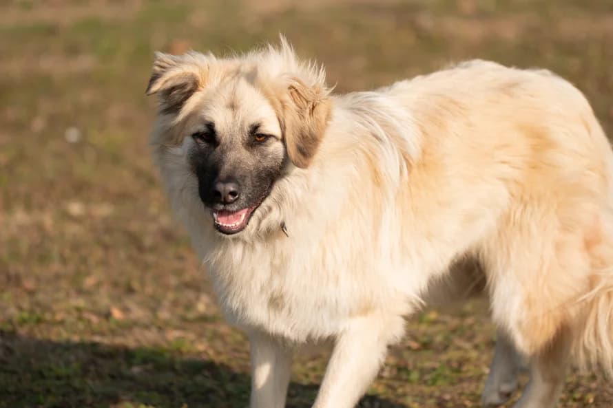 Futura, female 5yo Mixed Breed for adoption at Ein Herz für Streuner e.V., München