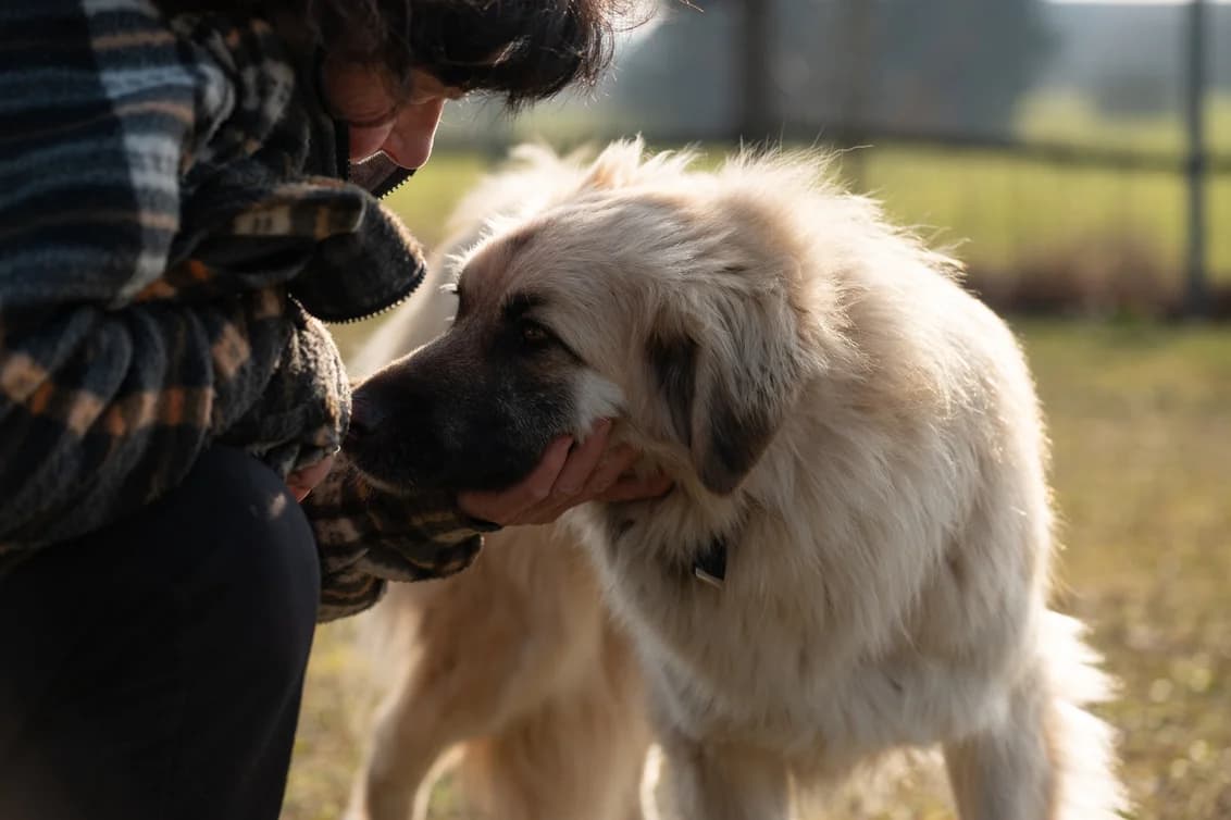 Futura, female 5yo Mixed Breed for adoption at Ein Herz für Streuner e.V., München