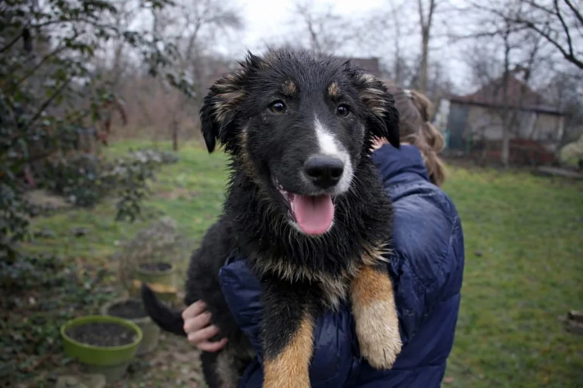 Fuzzy, weiß male puppy Mixed Breed for adoption at Ein Herz für Streuner e.V., München