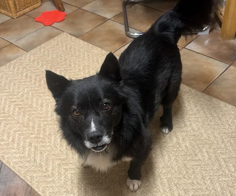 Fynn, male 4yo Mixed Breed for adoption at Ein Herz für Streuner e.V., München