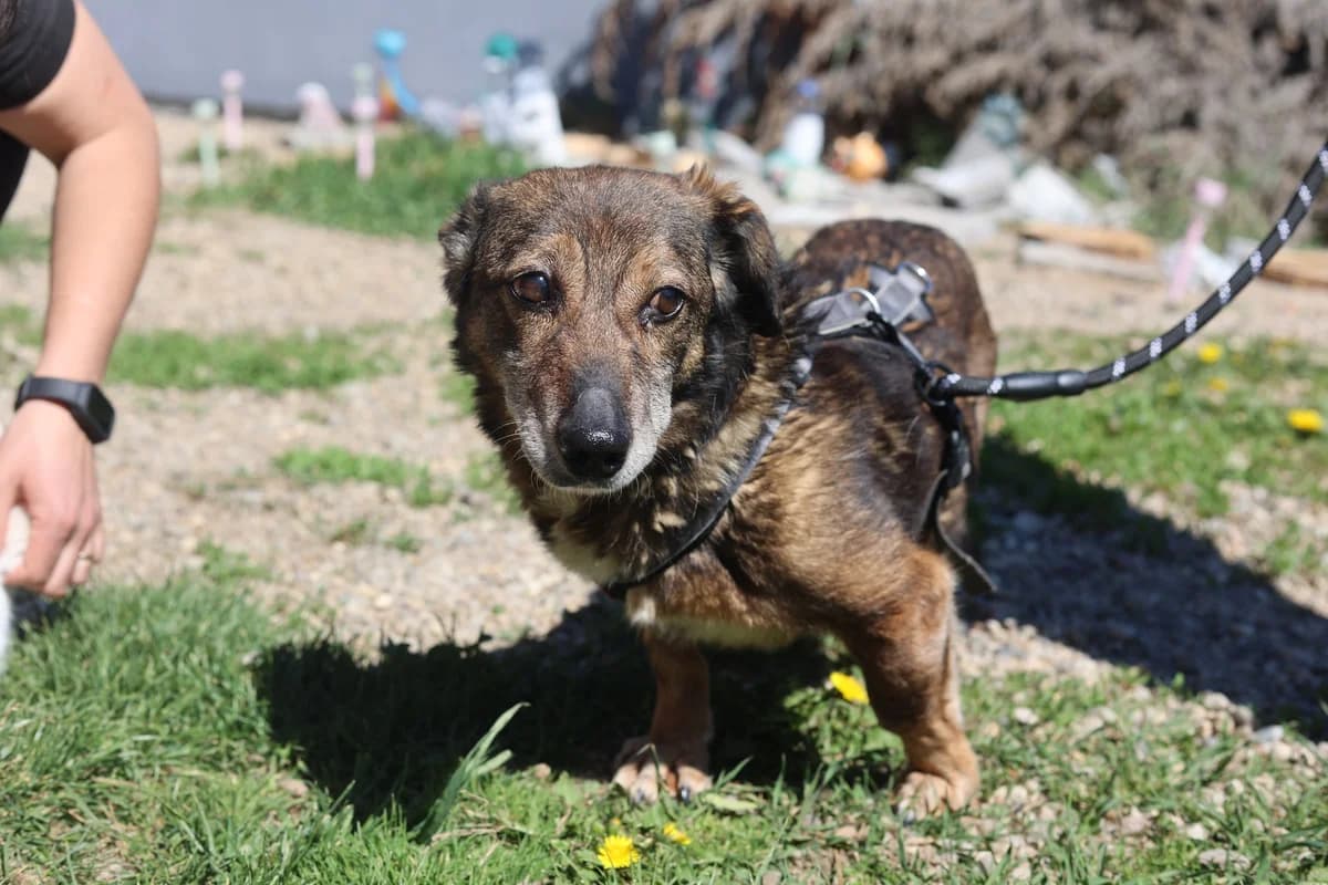 Fynn, male senior Mixed Breed for adoption at Ein Herz für Streuner e.V., München