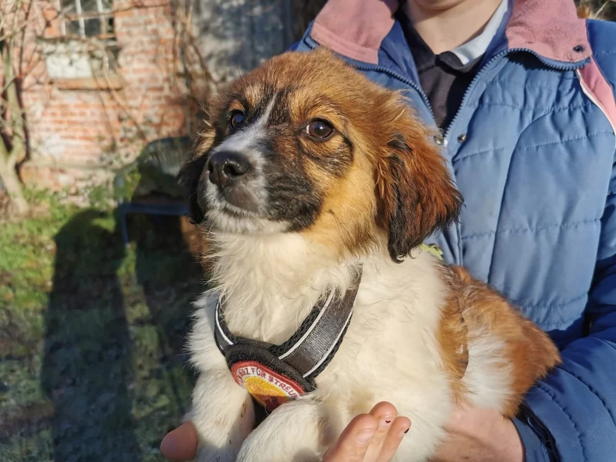 Gaby, female puppy Mixed Breed for adoption at Ein Herz für Streuner e.V., München