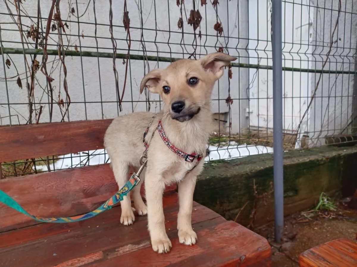 GÄA, weiß female puppy Mixed Breed for adoption at Ein Herz für Streuner e.V., München