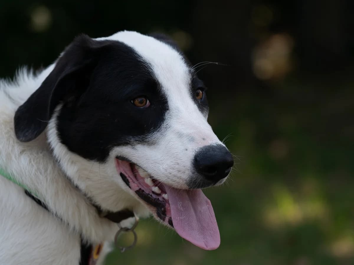 GÄNseblÜMchen, female puppy Mixed Breed for adoption at Ein Herz für Streuner e.V., München