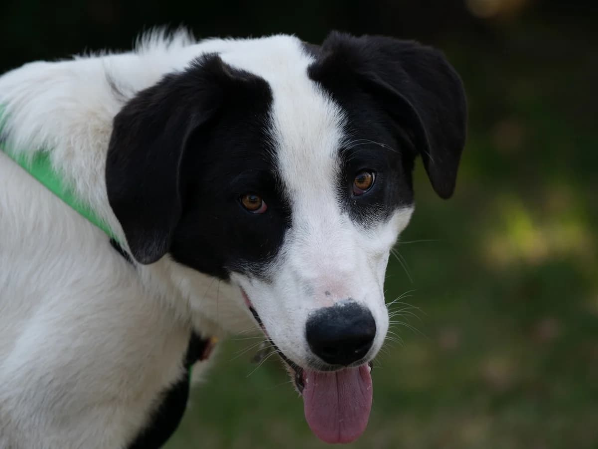 GÄNseblÜMchen, female puppy Mixed Breed for adoption at Ein Herz für Streuner e.V., München