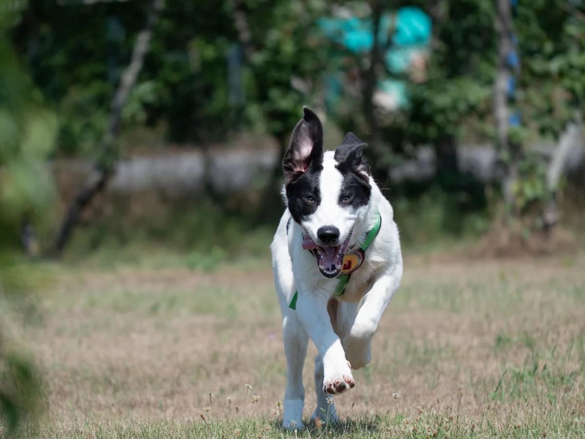 GÄNseblÜMchen, female puppy Mixed Breed for adoption at Ein Herz für Streuner e.V., München