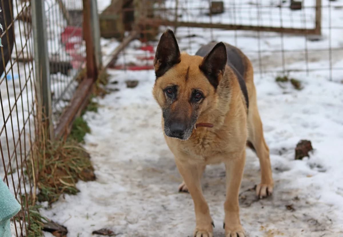 Gaja, female 5yo Mixed Breed for adoption at Ein Herz für Streuner e.V., München