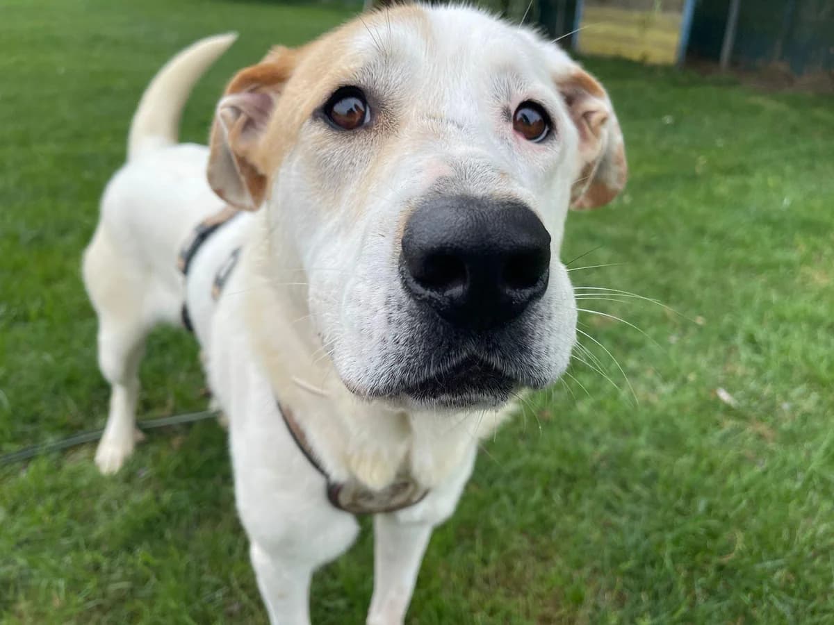 Galileo, male 4yo Mixed Breed for adoption at Ein Herz für Streuner e.V., München