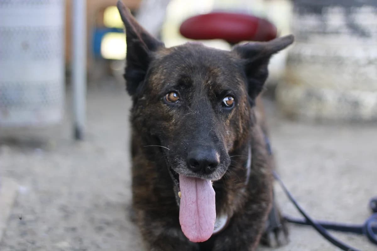 Galo, braun male senior Mixed Breed for adoption at Ein Herz für Streuner e.V., München