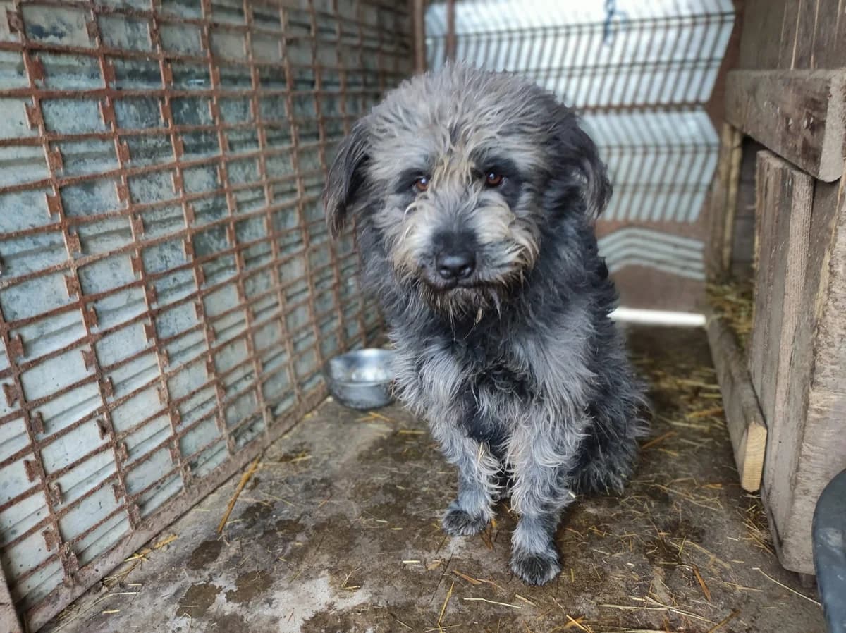 Gandalf, male 3yo Mixed Breed for adoption at Ein Herz für Streuner e.V., München