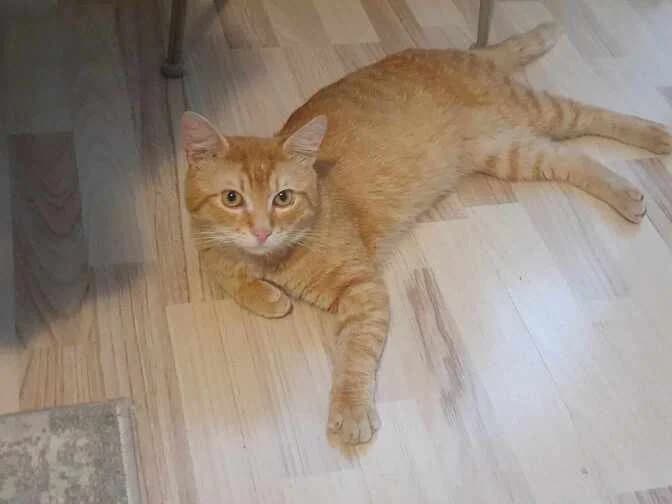 Garfield, rot male young Mixed Breed for adoption at Ein Herz für Streuner e.V., München
