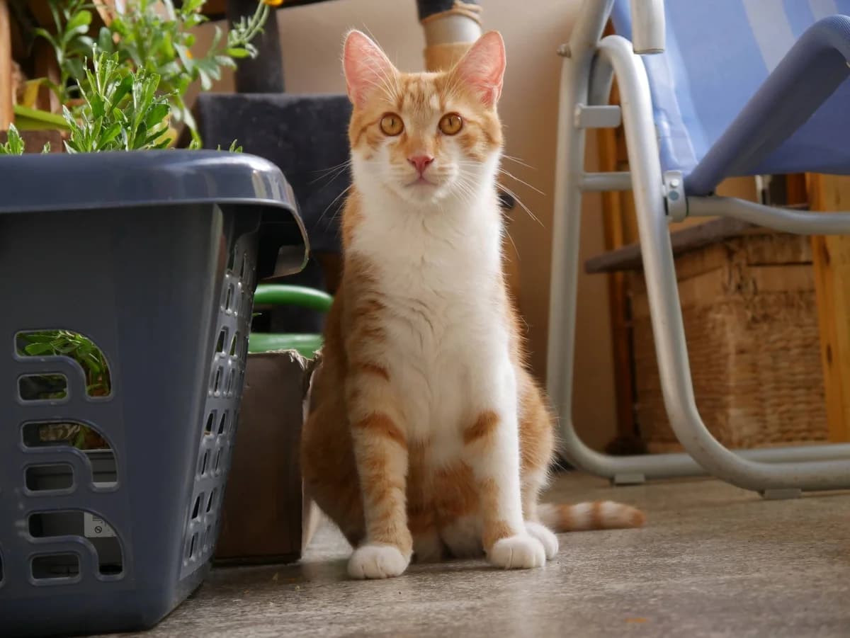 Garfield, male young Mixed Breed for adoption at Ein Herz für Streuner e.V., München