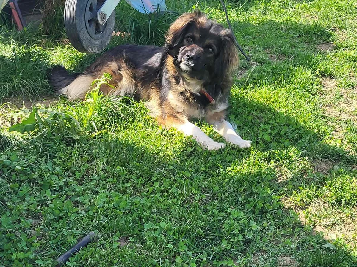 Garona, female 5yo Mixed Breed for adoption at Ein Herz für Streuner e.V., München