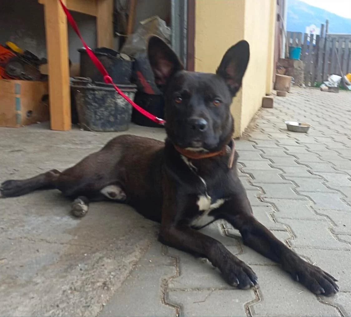 Gary, weiß male 5yo Mixed Breed for adoption at Ein Herz für Streuner e.V., München