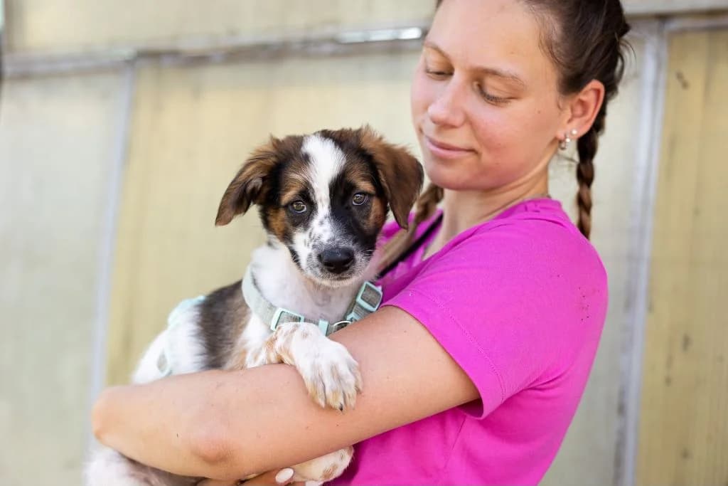 Gavin, weiß male puppy Mixed Breed for adoption at Ein Herz für Streuner e.V., München