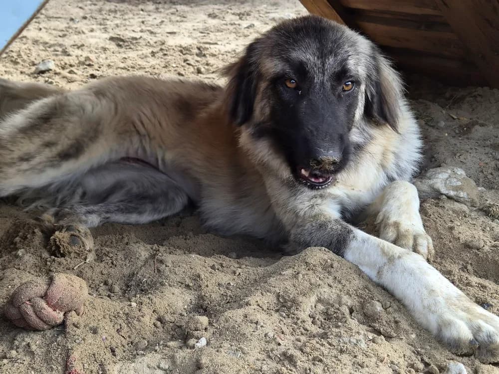 Gayatri, female young Mixed Breed for adoption at Ein Herz für Streuner e.V., München