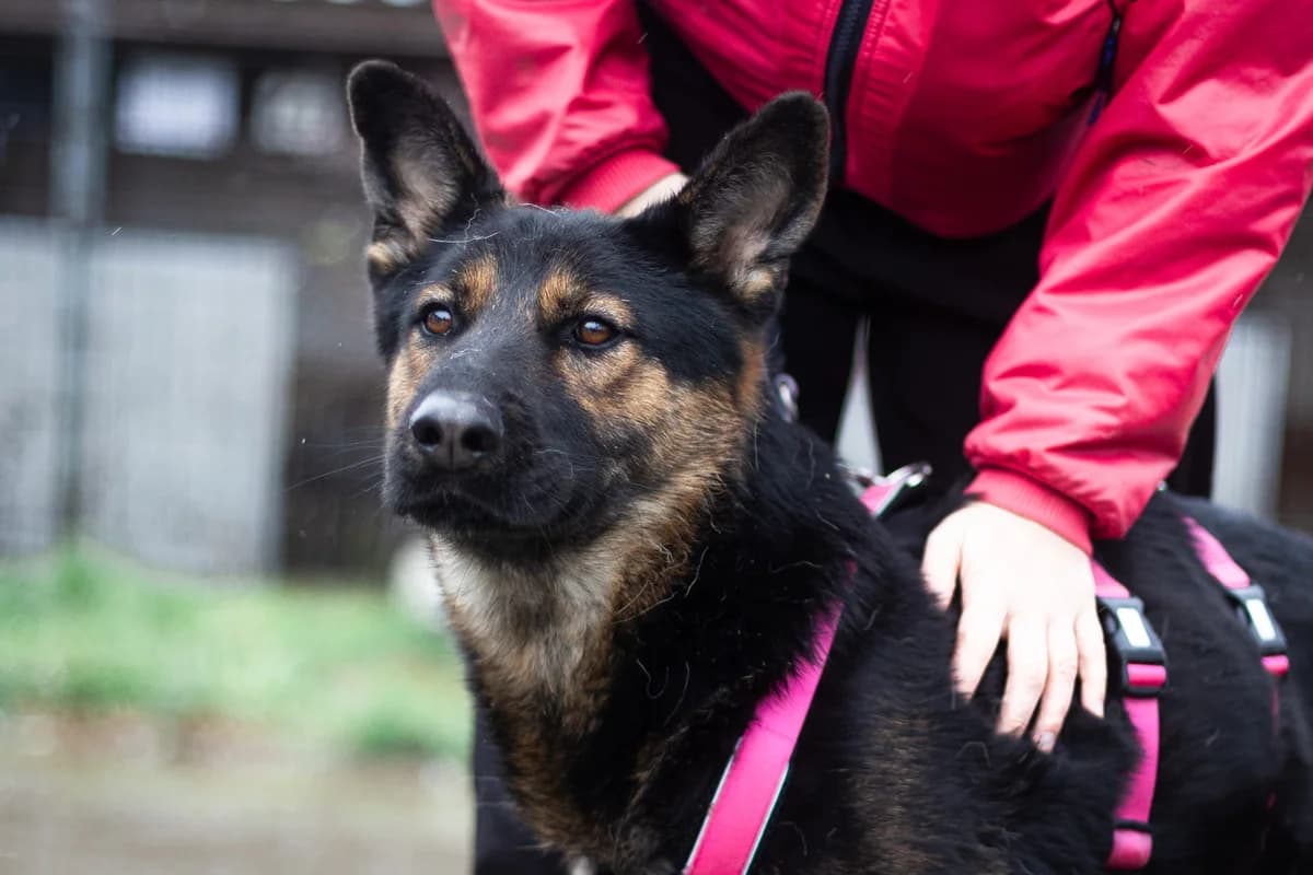 Gemma, schwarz female 3yo Mixed Breed for adoption at Ein Herz für Streuner e.V., München