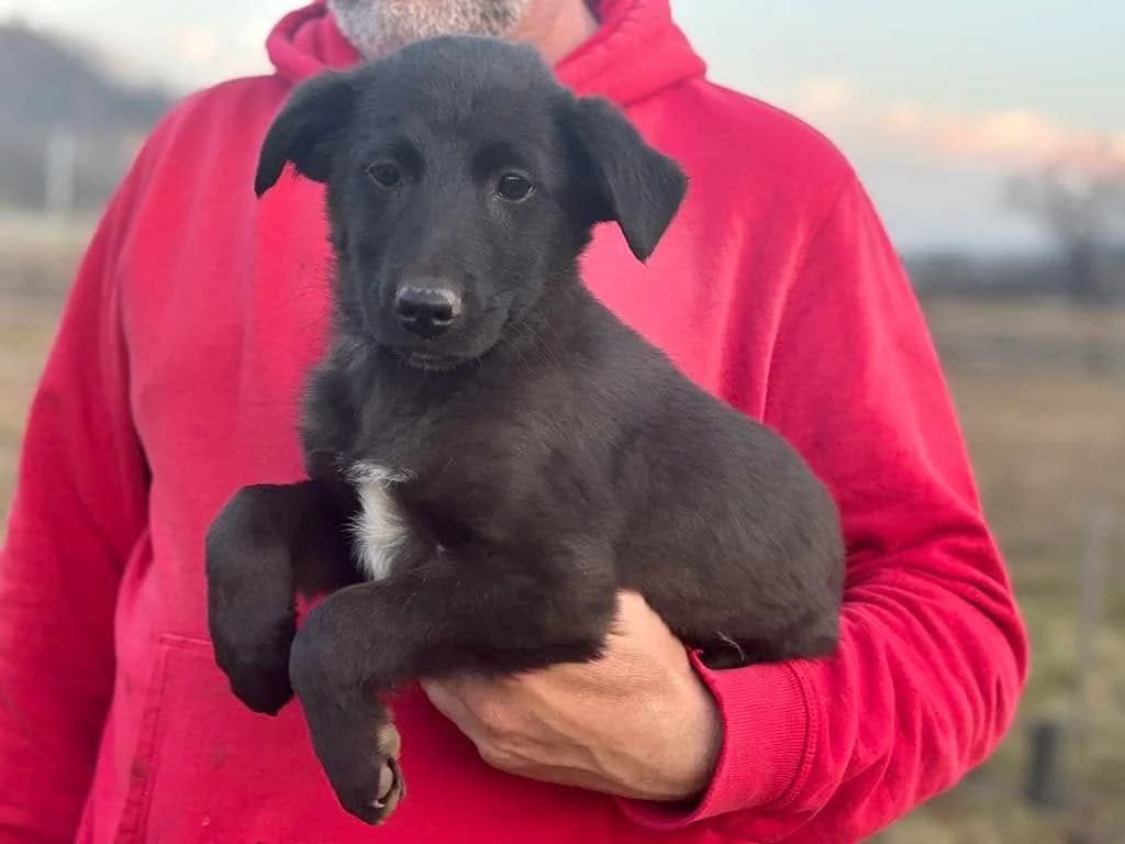 Gemma, female puppy Mixed Breed for adoption at Ein Herz für Streuner e.V., München