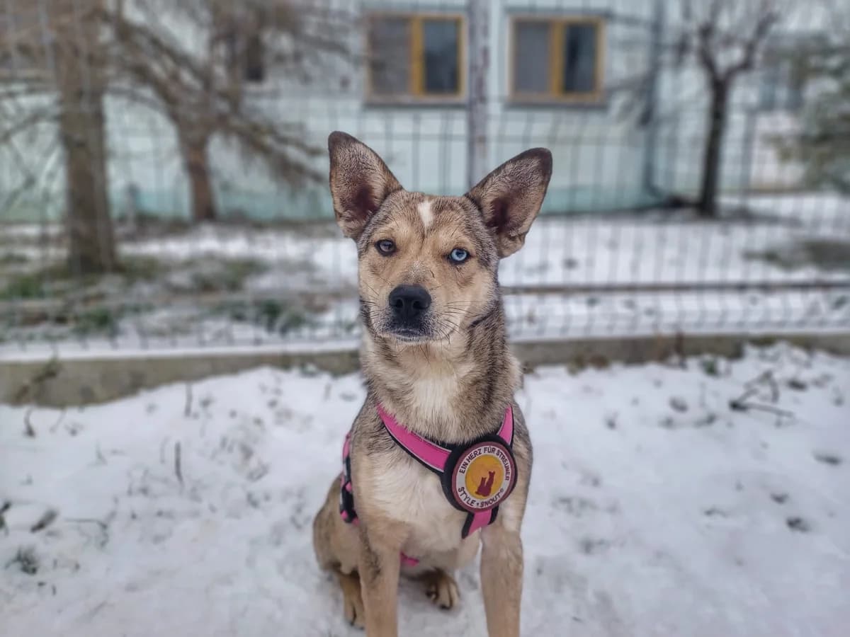 Gemma, female 5yo Mixed Breed for adoption at Ein Herz für Streuner e.V., München