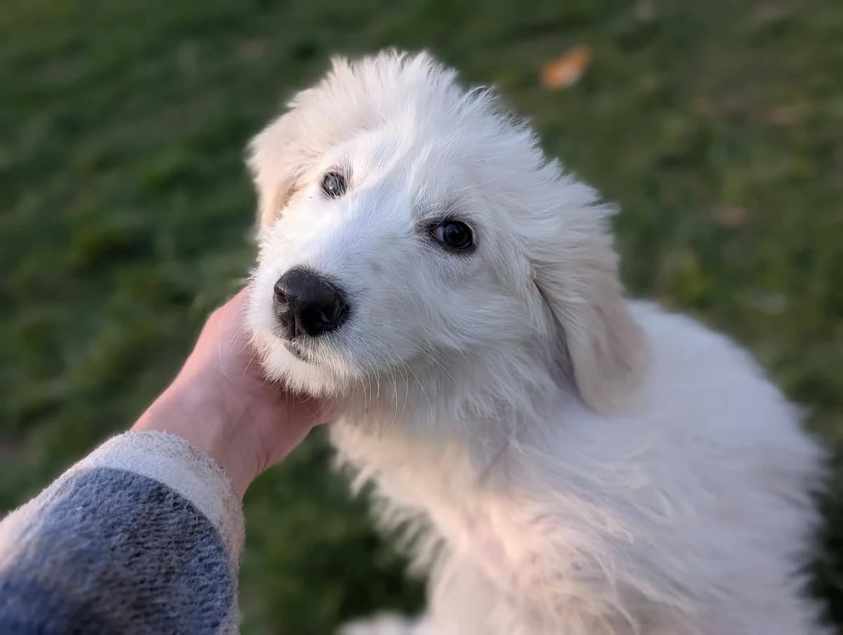 Genevieve, female puppy Mixed Breed for adoption at Ein Herz für Streuner e.V., München