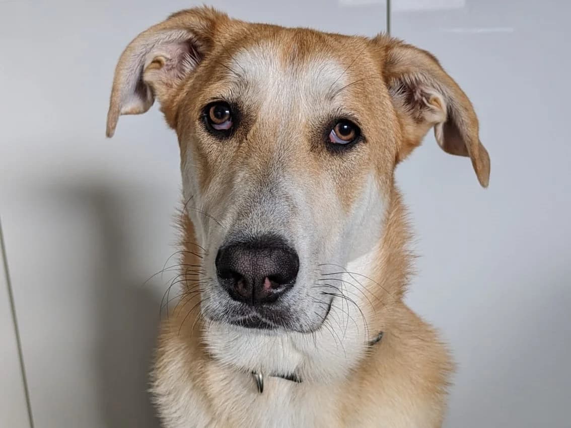 George, male puppy Mixed Breed for adoption at Ein Herz für Streuner e.V., München