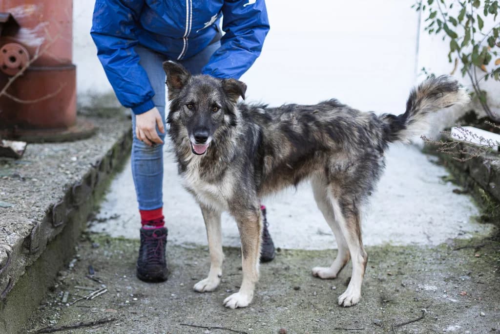 Georgia, female 3yo Mixed Breed for adoption at Ein Herz für Streuner e.V., München