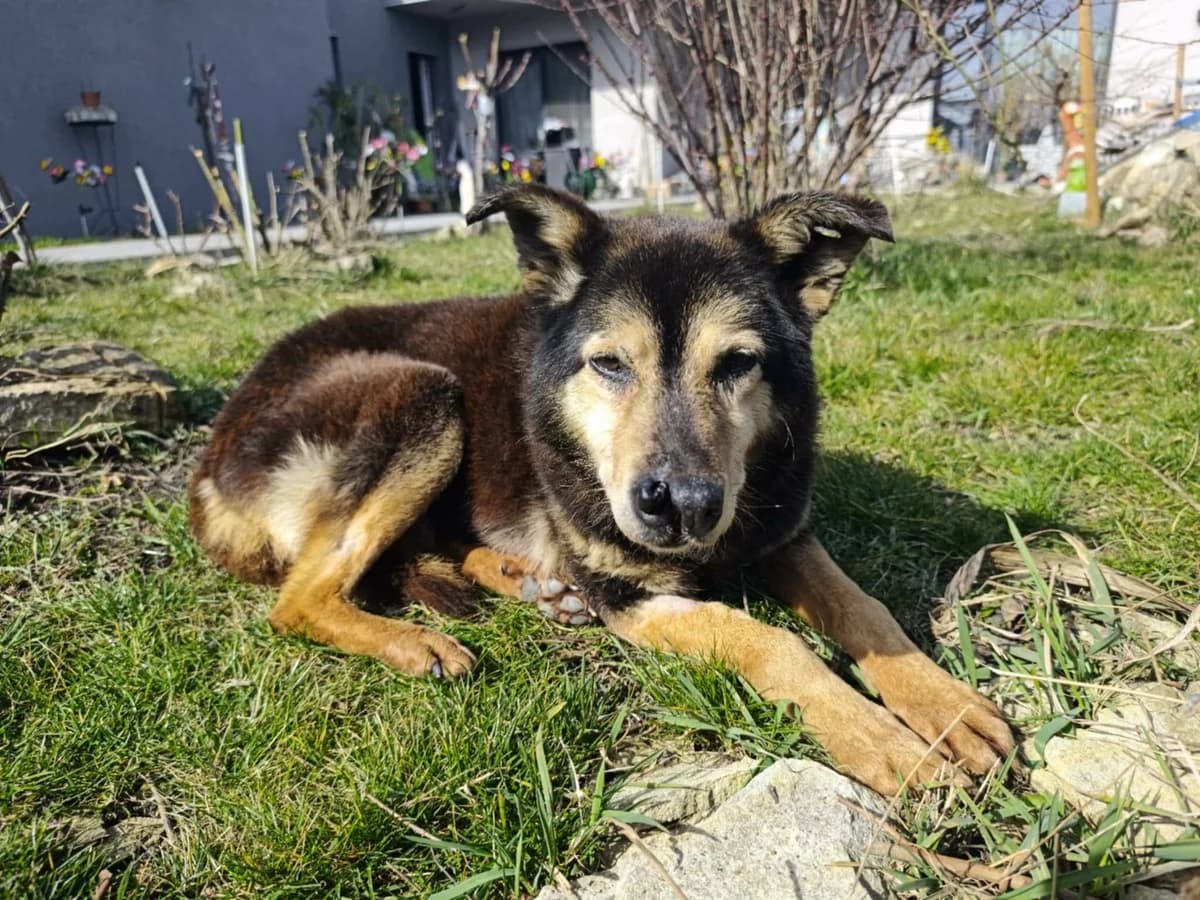 Georgina, schwarz female senior Mixed Breed for adoption at Ein Herz für Streuner e.V., München
