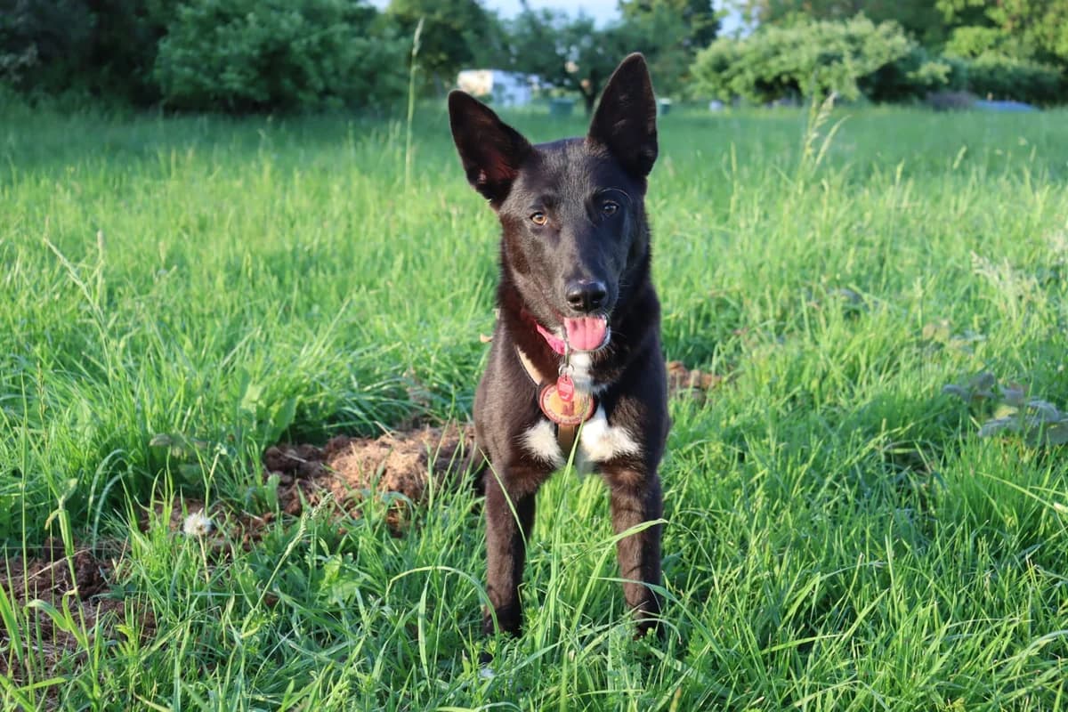 Georgine, weiß female puppy Mixed Breed for adoption at Ein Herz für Streuner e.V., München