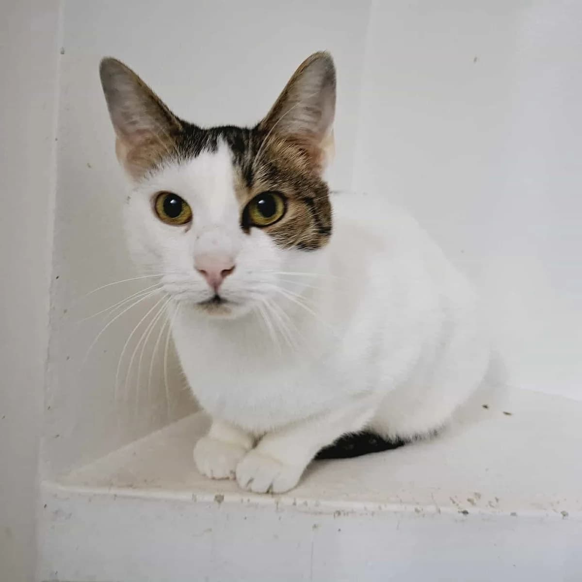 Gepetto, male 5yo Mixed Breed for adoption at Ein Herz für Streuner e.V., München