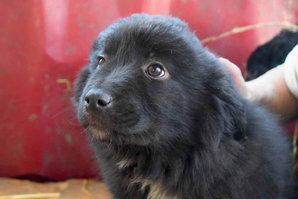 Geppetto, weiß male puppy Mixed Breed for adoption at Ein Herz für Streuner e.V., München