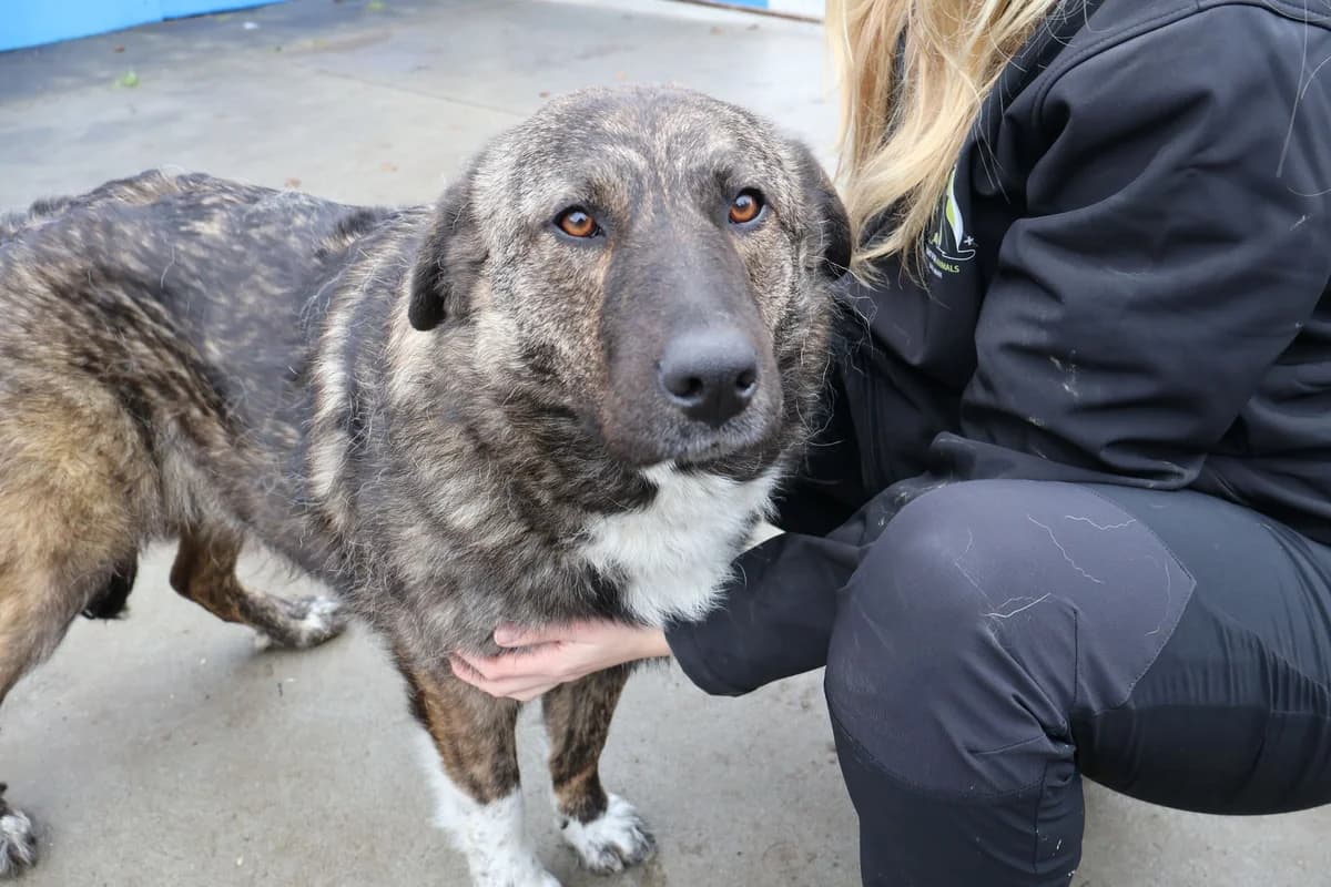 Gerda, gold female 5yo Mixed Breed for adoption at Ein Herz für Streuner e.V., München
