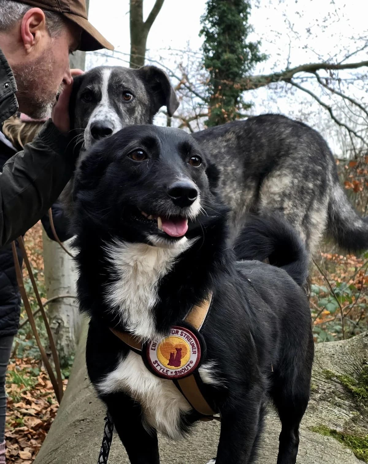 Gerda, schwarz female 3yo Mixed Breed for adoption at Ein Herz für Streuner e.V., München