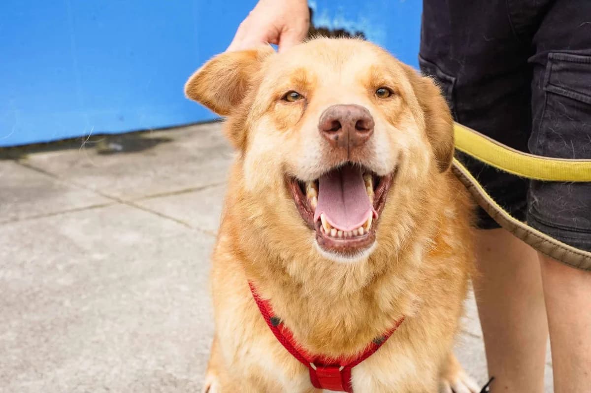Gerhard, male senior Mixed Breed for adoption at Ein Herz für Streuner e.V., München
