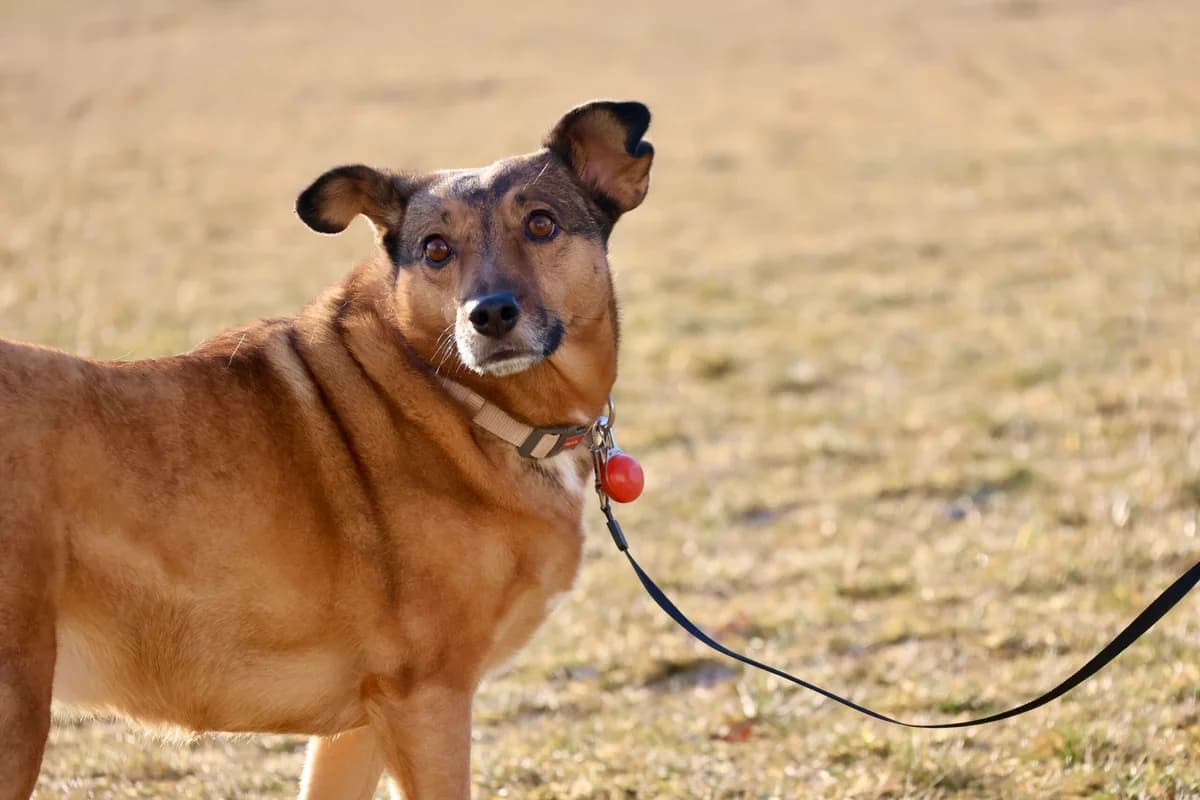 Gerina, female 6yo Mixed Breed for adoption at Ein Herz für Streuner e.V., München