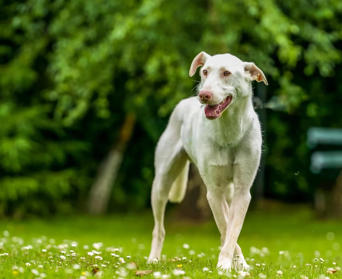 Gerion, weiß male 5yo Mixed Breed for adoption at Ein Herz für Streuner e.V., München