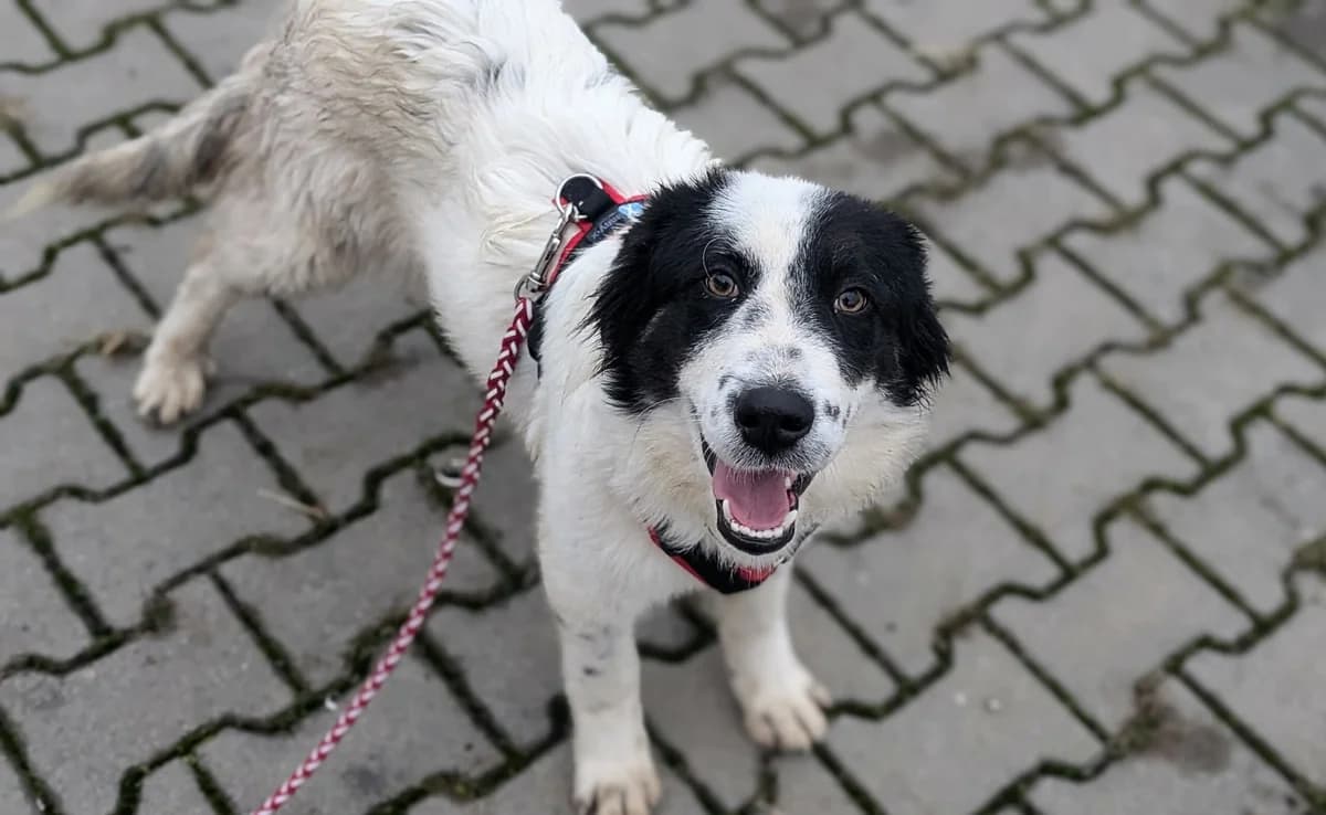 Gesa, weiß female puppy Mixed Breed for adoption at Ein Herz für Streuner e.V., München