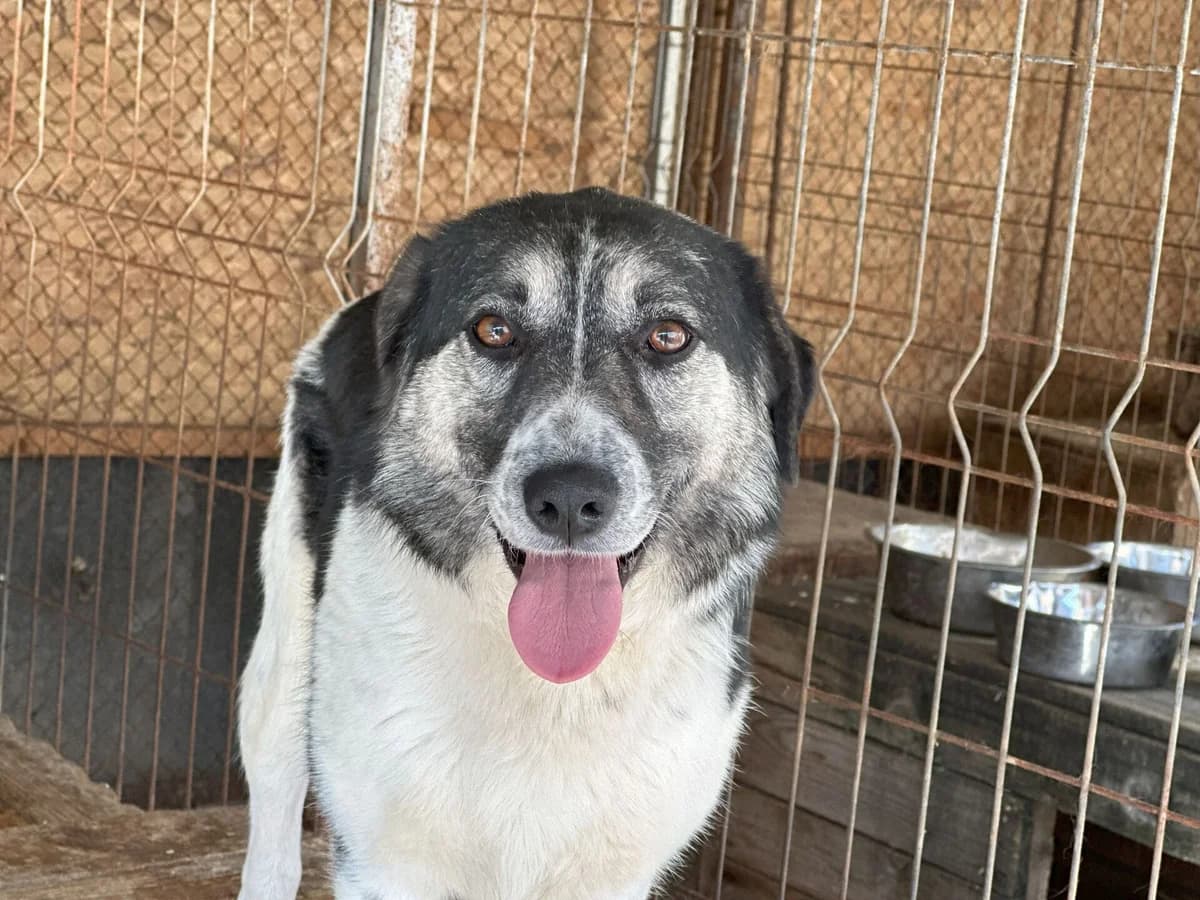 Gesa, female 5yo Mixed Breed for adoption at Ein Herz für Streuner e.V., München