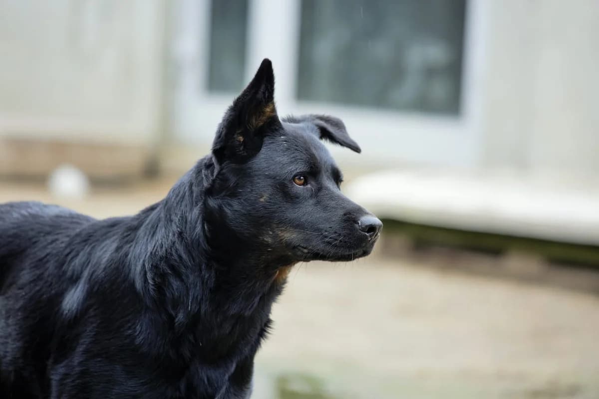 Ghana, female 5yo Mixed Breed for adoption at Ein Herz für Streuner e.V., München