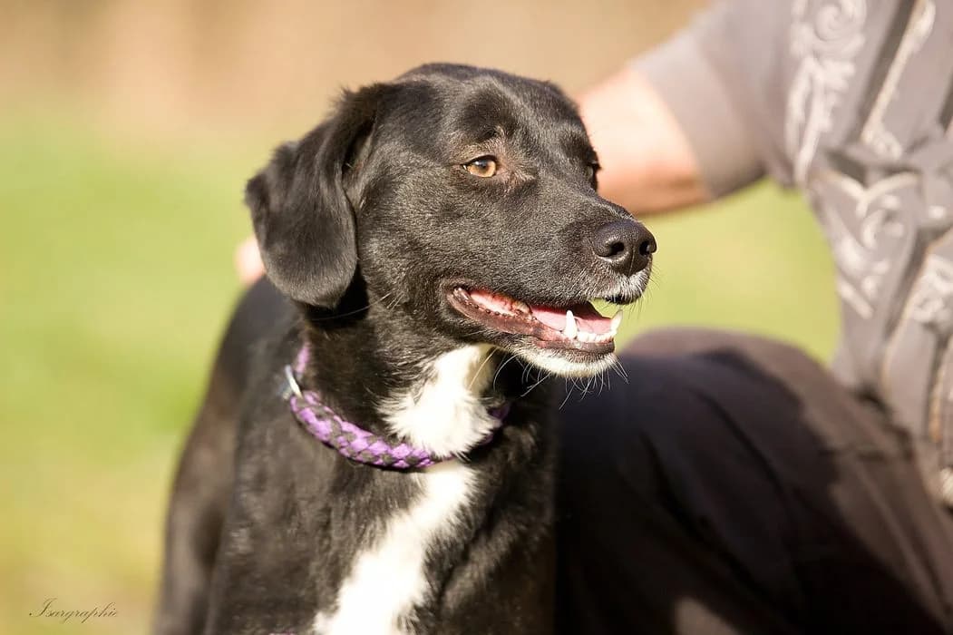 Ghandi, male 5yo Mixed Breed for adoption at Ein Herz für Streuner e.V., München