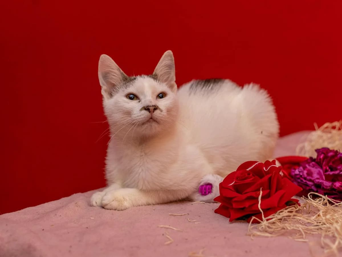 Ghost, male young Mixed Breed for adoption at Ein Herz für Streuner e.V., München