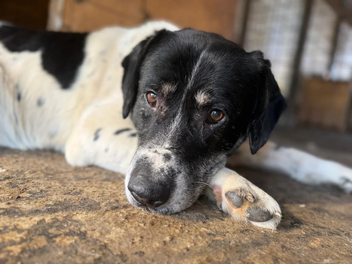 Ghost, male senior Mixed Breed for adoption at Ein Herz für Streuner e.V., München