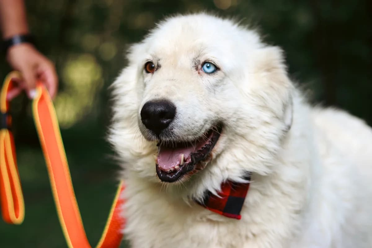 Giacomo, braun male senior Mixed Breed for adoption at Ein Herz für Streuner e.V., München