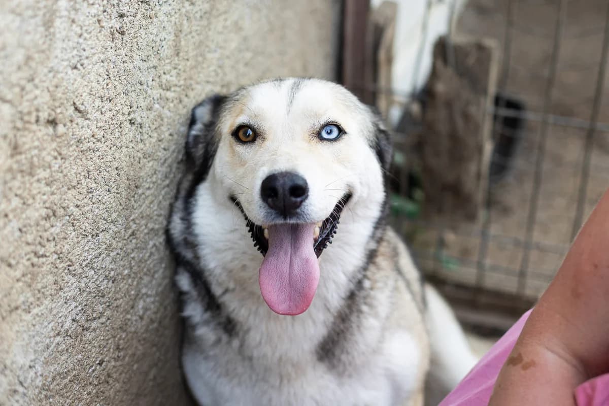 Gianna, female 3yo Mixed Breed for adoption at Ein Herz für Streuner e.V., München