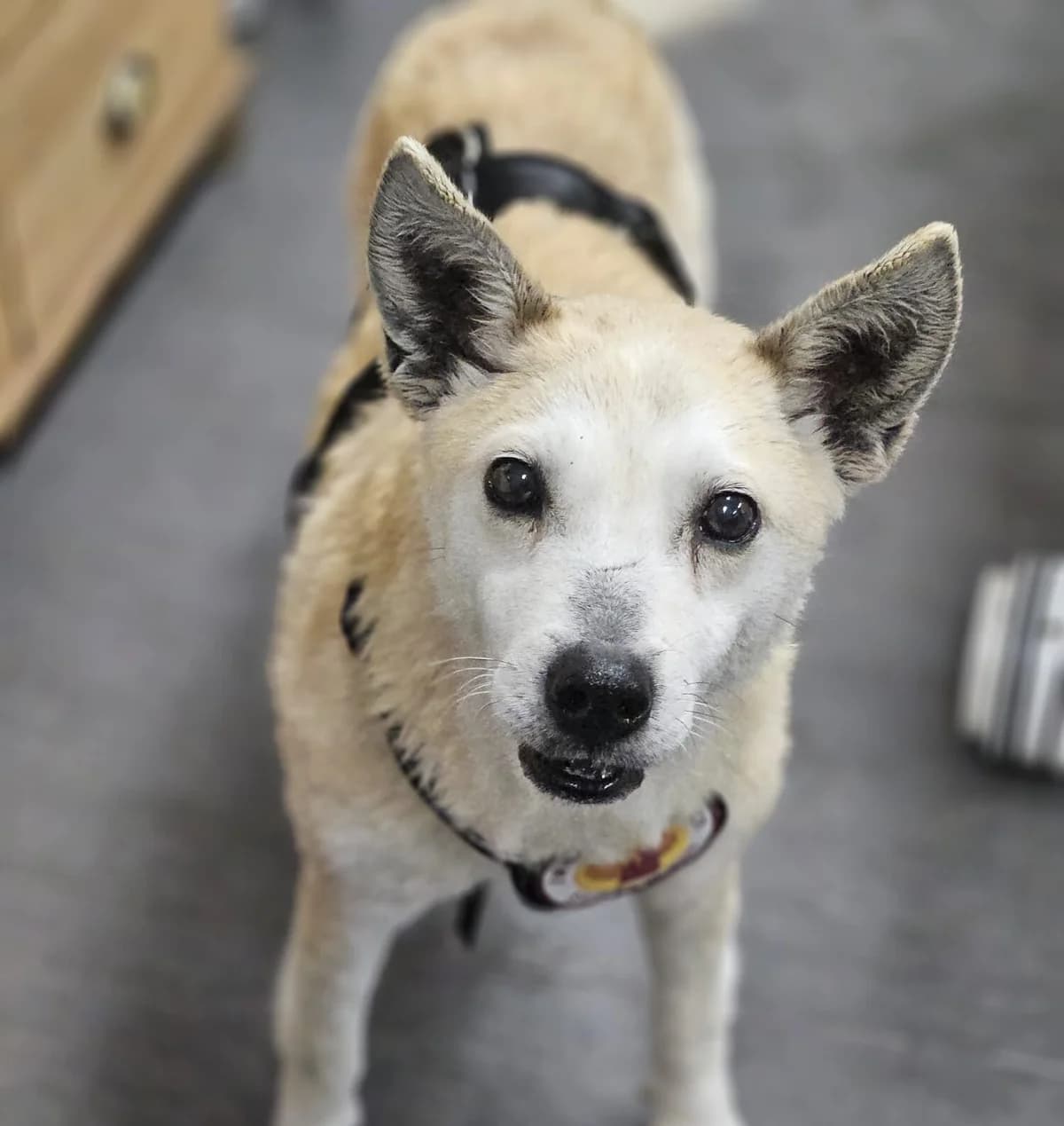 Gibby, female senior Mixed Breed for adoption at Ein Herz für Streuner e.V., München