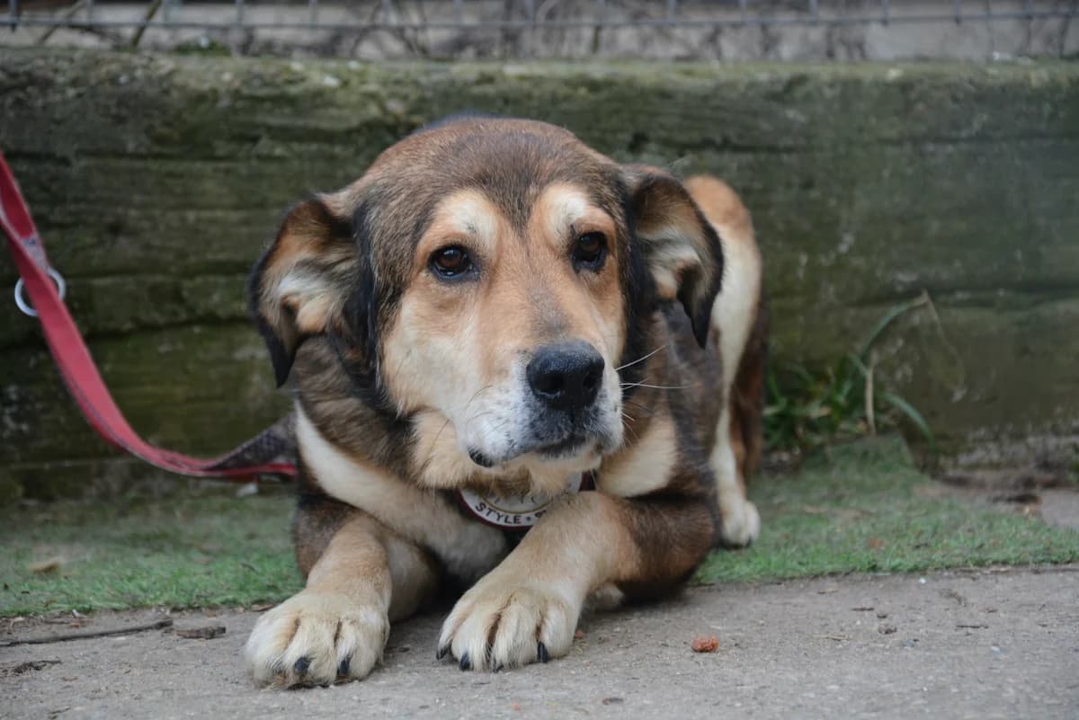 Gideon, gold male senior Mixed Breed for adoption at Ein Herz für Streuner e.V., München