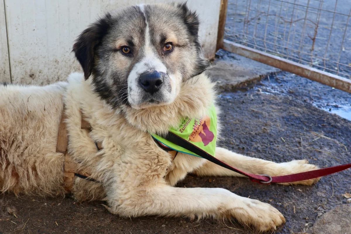 Giego, male 6yo Mixed Breed for adoption at Ein Herz für Streuner e.V., München