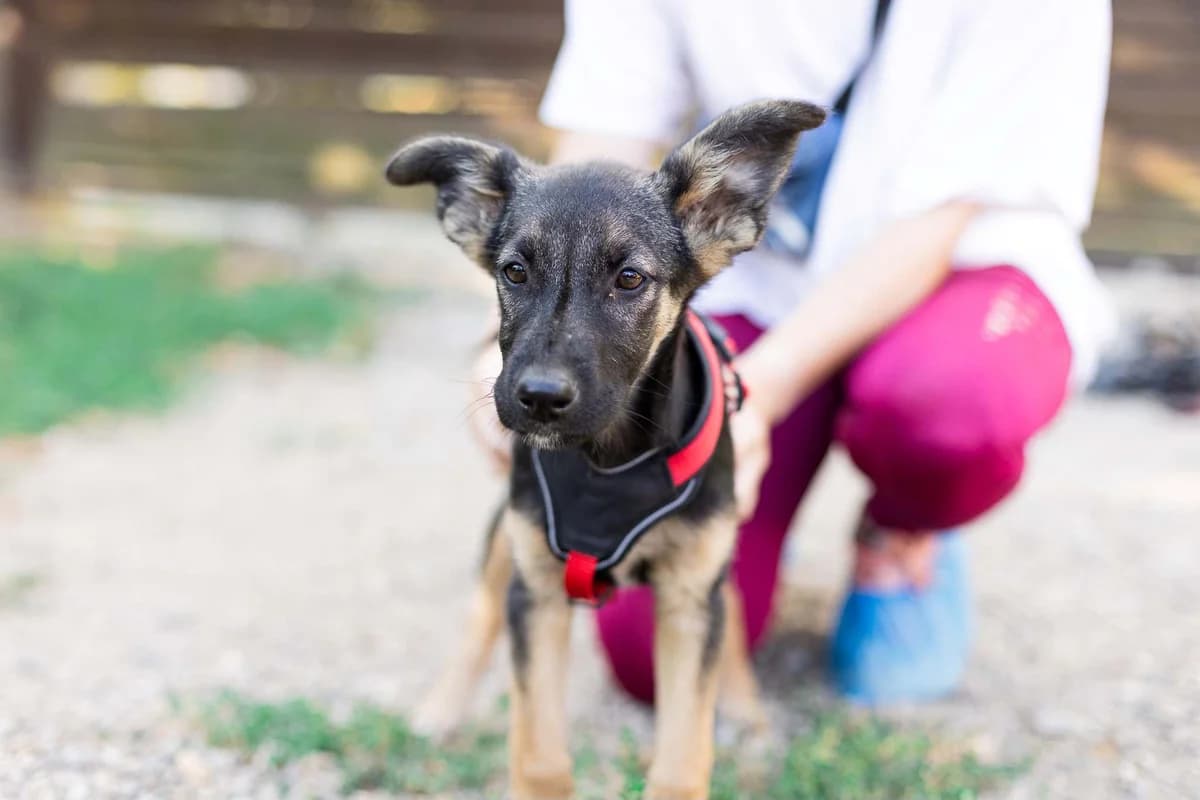 Gigi, female puppy Mixed Breed for adoption at Ein Herz für Streuner e.V., München